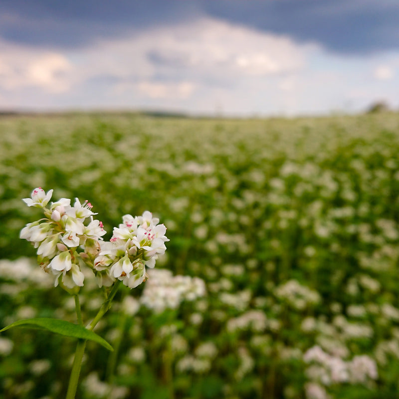 Buckwheat Maine Crisp Company